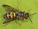 Cerceris atramontensis - photo 3
