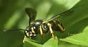Cerceris atramontensis - photo 4