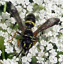 Cerceris atramontensis - photo 5
