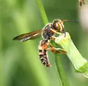 Cerceris bicornuta