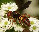 Cerceris bicornuta - photo 2