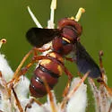 Cerceris bicornuta - photo 3