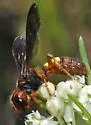 Cerceris bicornuta - photo 4