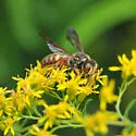Cerceris bicornuta - photo 5