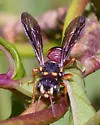 Cerceris blakei