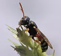 Cerceris blakei - photo 4