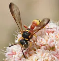 Cerceris californica - photo 2