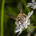 Cerceris californica - photo 4