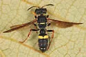 Cerceris clypeata - photo 2