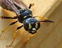 Cerceris clypeata - photo 3
