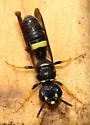 Cerceris clypeata - photo 4