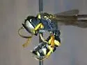Cerceris compacta