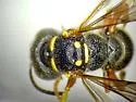 Cerceris compacta - photo 2