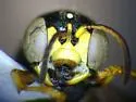 Cerceris compacta - photo 3