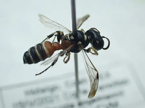 Cerceris conifrons