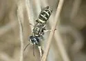 Cerceris convergens