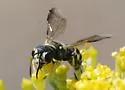 Cerceris convergens - photo 2