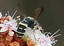 Cerceris convergens - photo 3