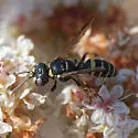 Cerceris convergens - photo 4