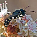 Cerceris convergens - photo 5