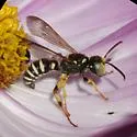Cerceris deserta