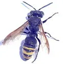 Cerceris dilatata