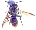 Cerceris dilatata - photo 2