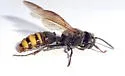 Cerceris dilatata - photo 3