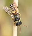Cerceris echo