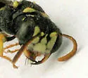 Cerceris finitima