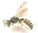 Cerceris finitima - photo 3