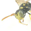 Cerceris finitima - photo 4