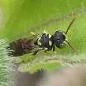 Cerceris finitima - photo 5
