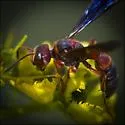 Cerceris flavofasciata