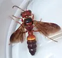 Cerceris flavofasciata - photo 2