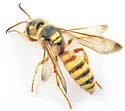 Cerceris frontata