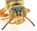 Cerceris frontata - photo 2