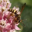 Cerceris frontata - photo 3