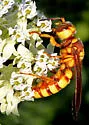 Cerceris frontata - photo 4