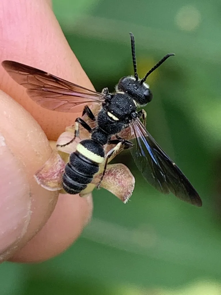 Smoky-winged Beetle-bandit - photo 2