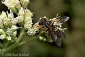 Cerceris halone