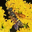 Cerceris halone - photo 2