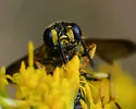Cerceris halone - photo 3
