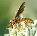 Cerceris intricata - photo 4