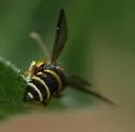 Cerceris kennicottii