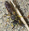 Cerceris nigrescens