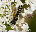 Cerceris nigrescens - photo 2