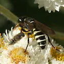 Cerceris nigrescens - photo 3