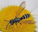 Cerceris nigrescens - photo 4