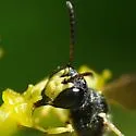 Cerceris nigrescens - photo 5
